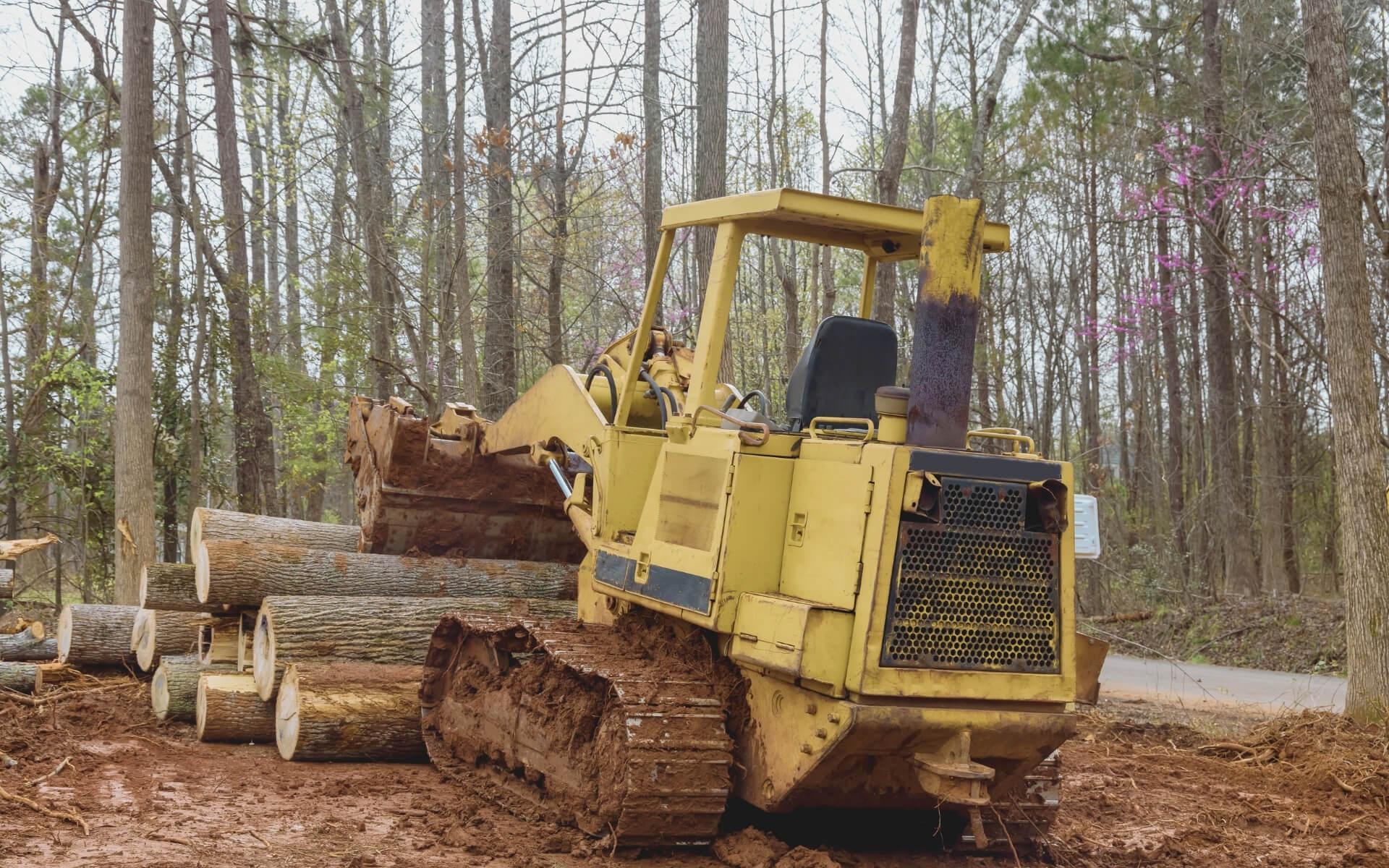 tree services img (2)