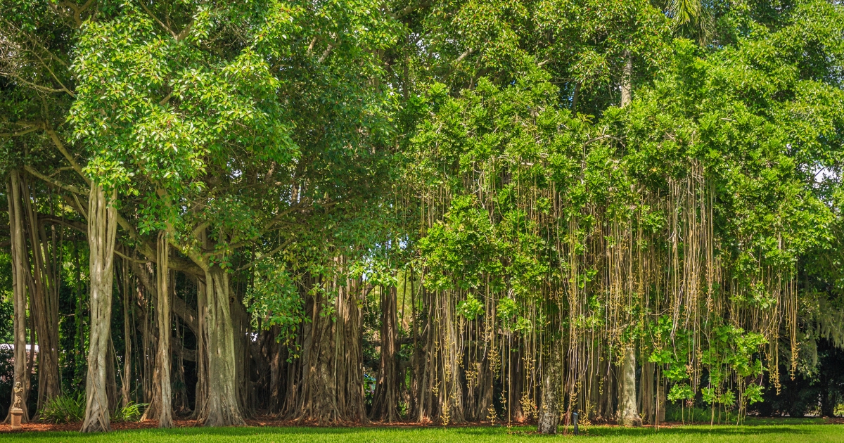 tree removal permit