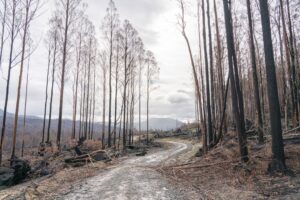 Photo Land Clearing